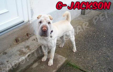 G-Jackson 2 ans 1/2 (57) S.P.A  de Forbach Www_ki13