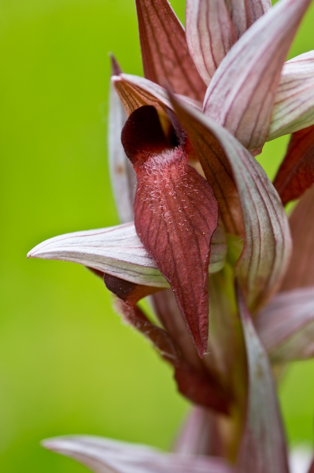 Orchidée sauvage - Page 2 Dsc08011