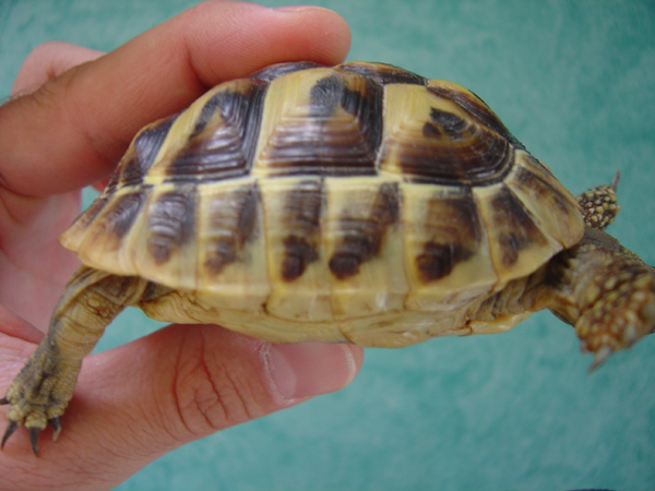 Identification de tortues Dsc01510