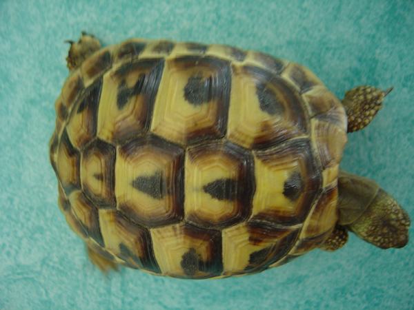 Identification de tortues Dsc01511