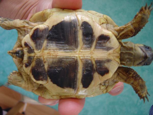 Identification de tortues Dsc01512