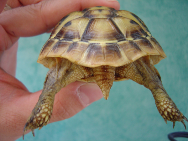 Identification de tortues Dsc01513