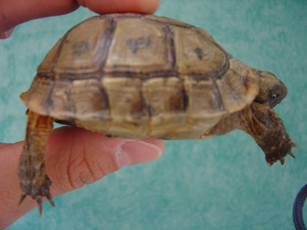 Identification de tortues Dsc01514