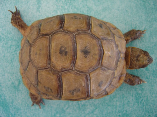 Identification de tortues Dsc01515