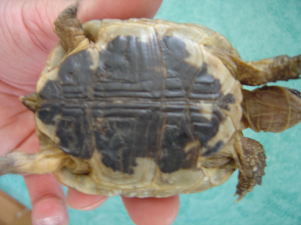 Identification de tortues Dsc01516