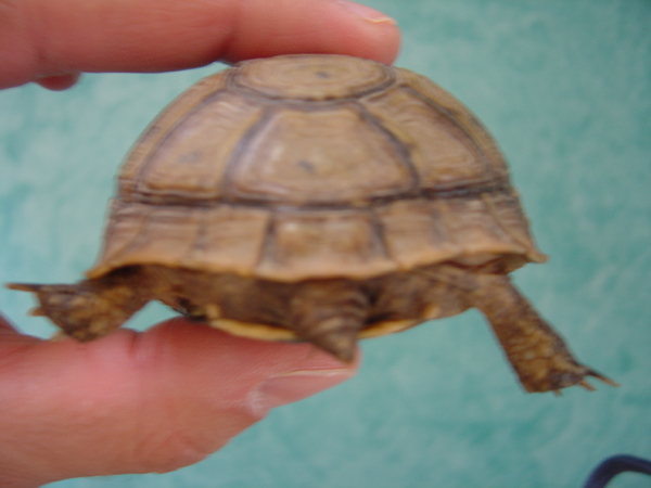 Identification de tortues Dsc01517