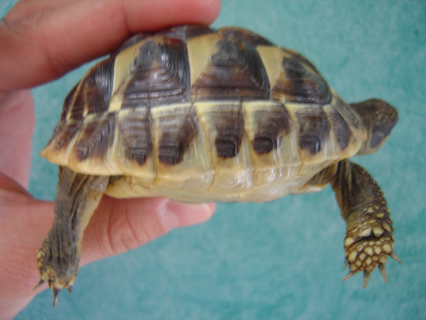 Identification de tortues Dsc01522