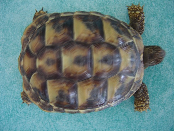 Identification de tortues Dsc01523