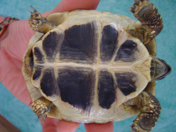 Identification de tortues Dsc01524