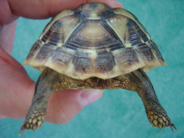 Identification de tortues Dsc01525