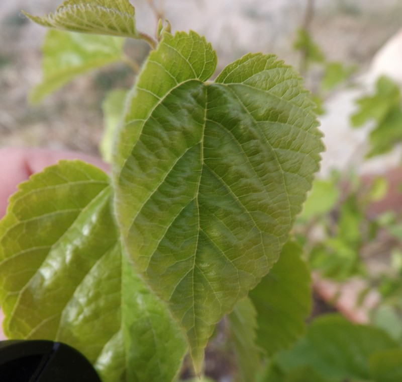 Deux plantes dans mon pot Pot210