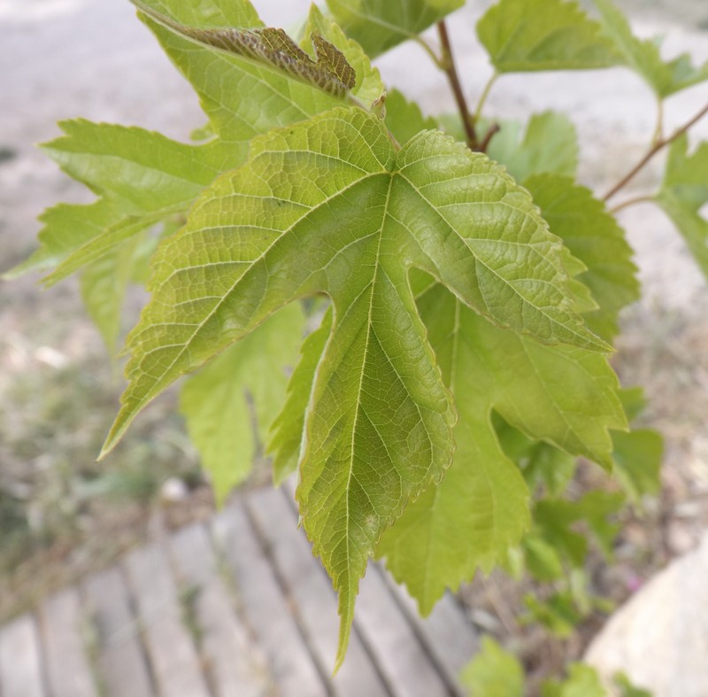 Deux plantes dans mon pot Pot310