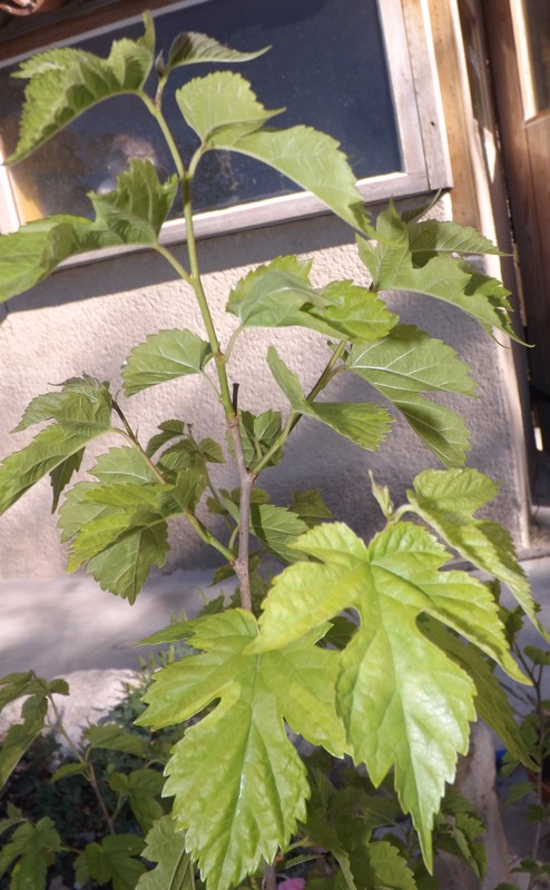 Deux plantes dans mon pot Pot410