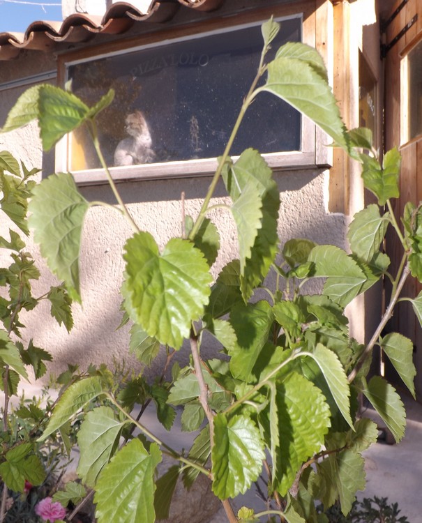 Deux plantes dans mon pot Pot510