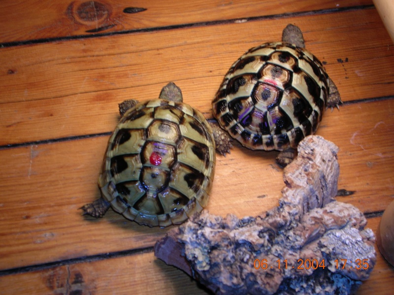 voilà 2 tortues difficiles à sexer, serez-vous le faire?? Photo_10