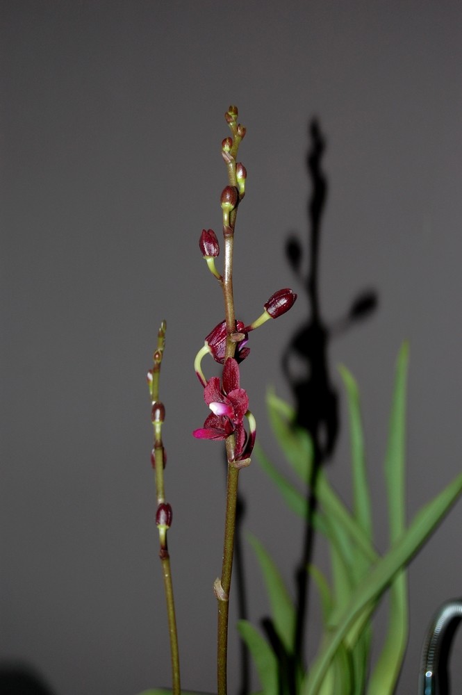 Phalaenopsis Black Pearl (?) Blackp10