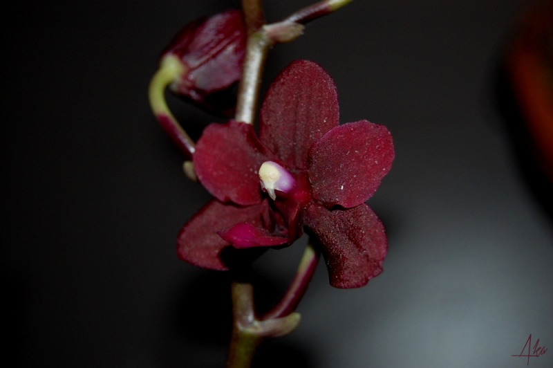 Phalaenopsis Black Pearl (?) Bp110