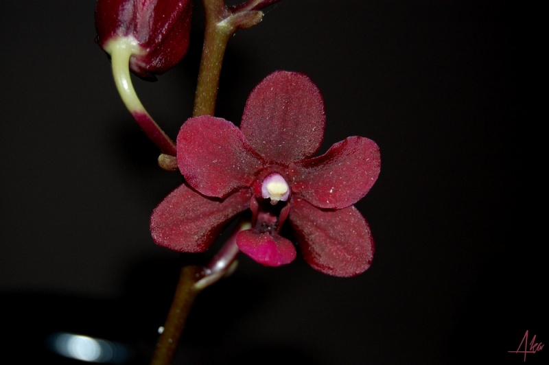 Phalaenopsis Black Pearl (?) Bp210