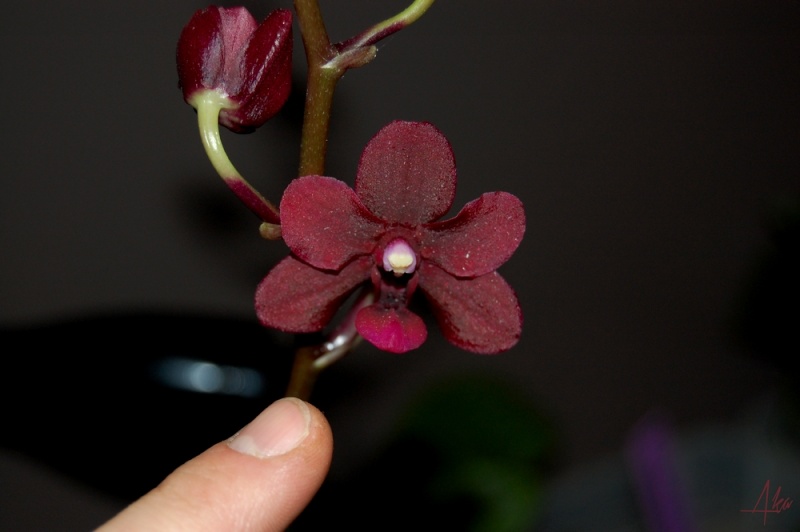 Phalaenopsis Black Pearl (?) Bp310