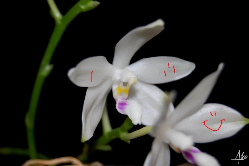 Phalaenopsis tetraspis Dfhfgh10