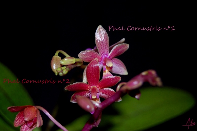Phalaenopsis Cornustris (cornu-cervi x equestris rosea) - Page 2 Dsc_0121