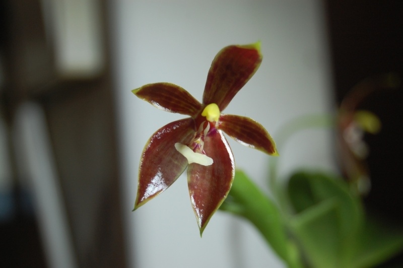 Phalaenopsis cornu-cervi RED Dsc_0510