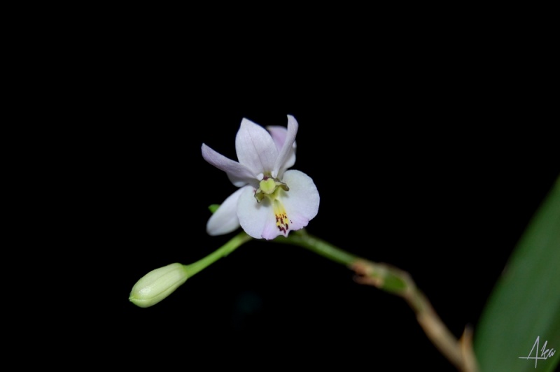 Barkeria whartoniana Dsc_0519