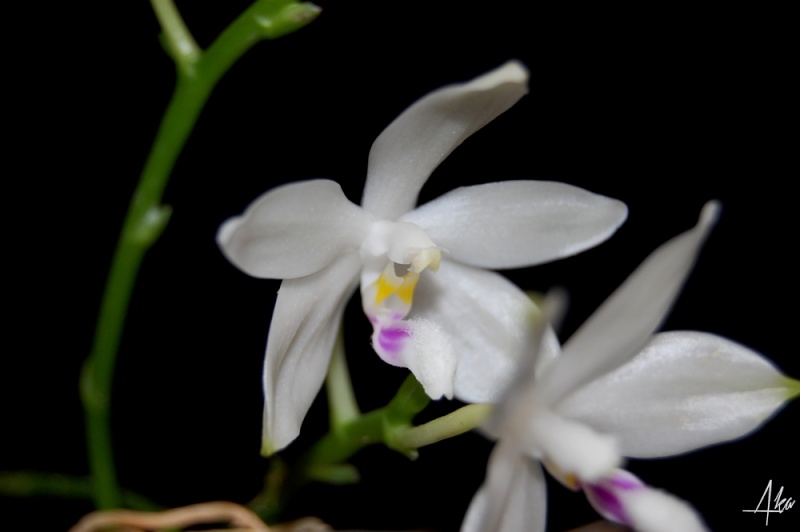 Phalaenopsis tetraspis Dsc_0523