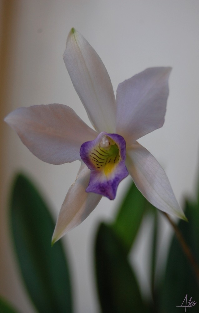 Laelia anceps f. coerulea Dsc_0531