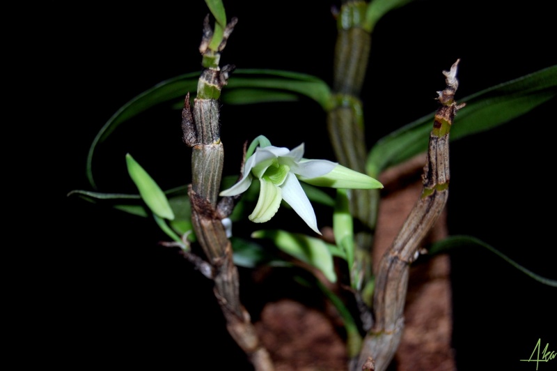 Dendrobium scabrilingue Dsc_0540