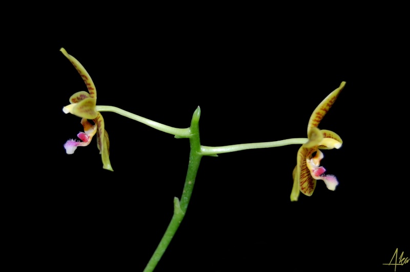 Phalaenopsis Man Force (mannii x floresensis) Dsc_0627