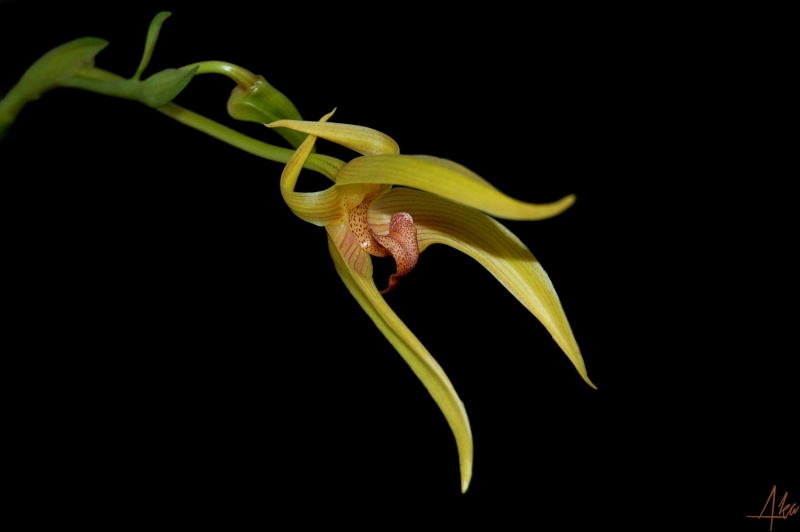 Bulbophyllum Frank Smith (lobbii x carunculatum) Dsc_1024