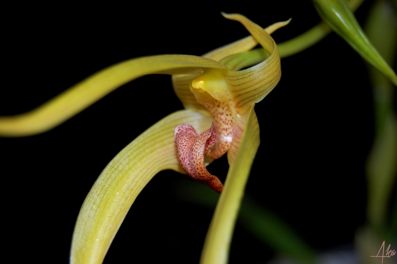 Bulbophyllum Frank Smith (lobbii x carunculatum) Dsc_1025
