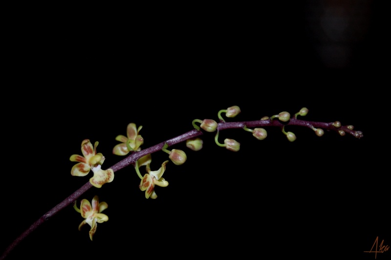 Phalaenopsis chibae Dsc_2216