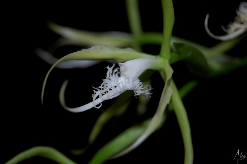 Epidendrum ciliare Epi210
