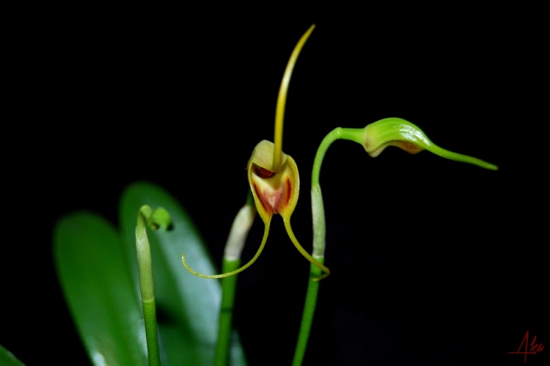 Masdevallia infracta var. amarella Masde110