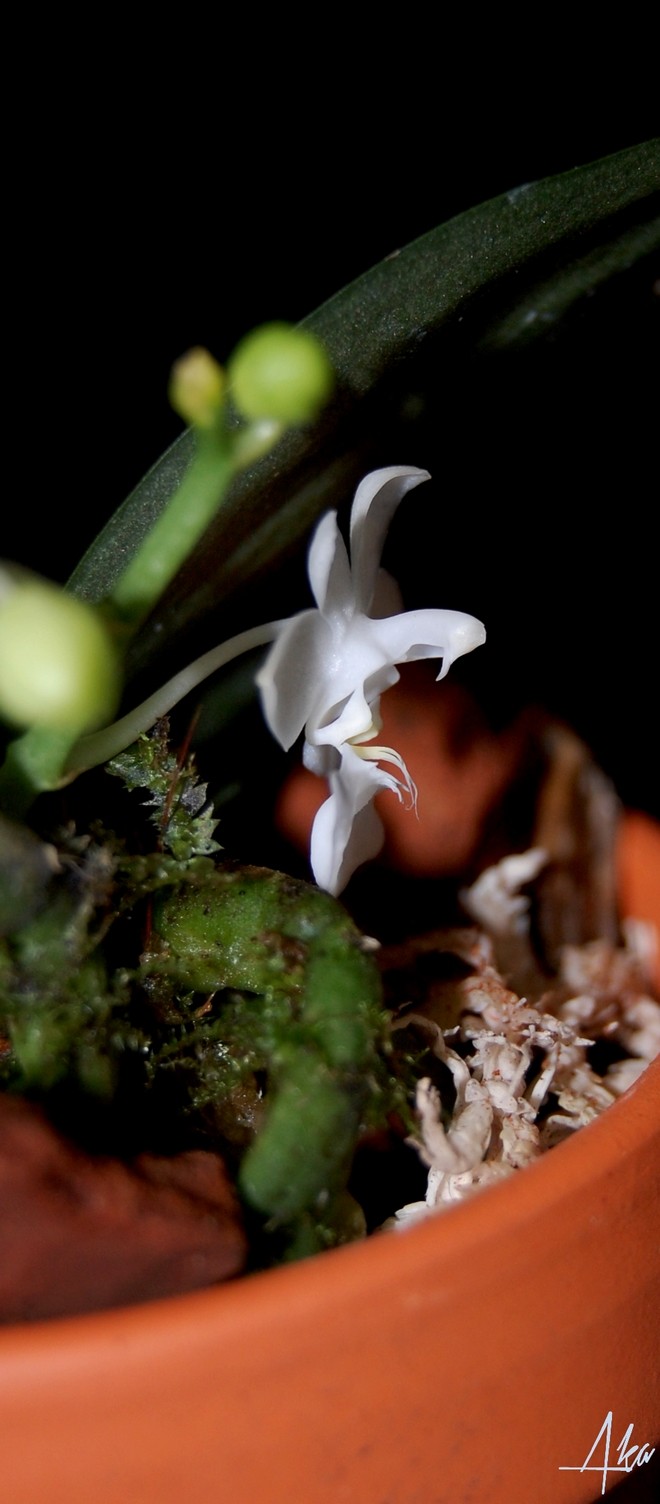 Phalaenopsis parishii var. alba Par211