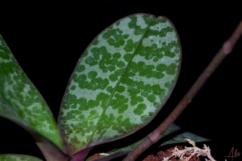 Phalaenopsis stuartiana f. punctatissima Stuart13