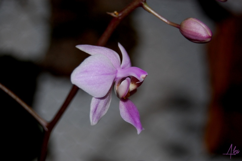 Phalaenopsis Veitchiana (Phal. equestis x Phal. schilleriana) Veitch11