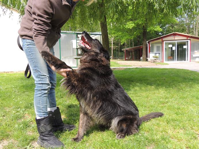 Démon - PLUTON  -  croisé Labrador / Berger Allemand  6 ans  (5 ans de refuge) -  Refuge PICOTERIE A CROGIS  (02) Diman129