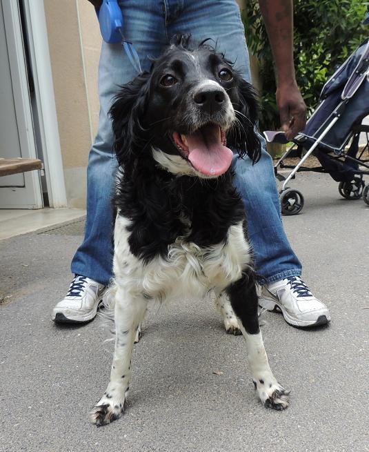 Adoption de Gina 18 mai 2014 Diman143