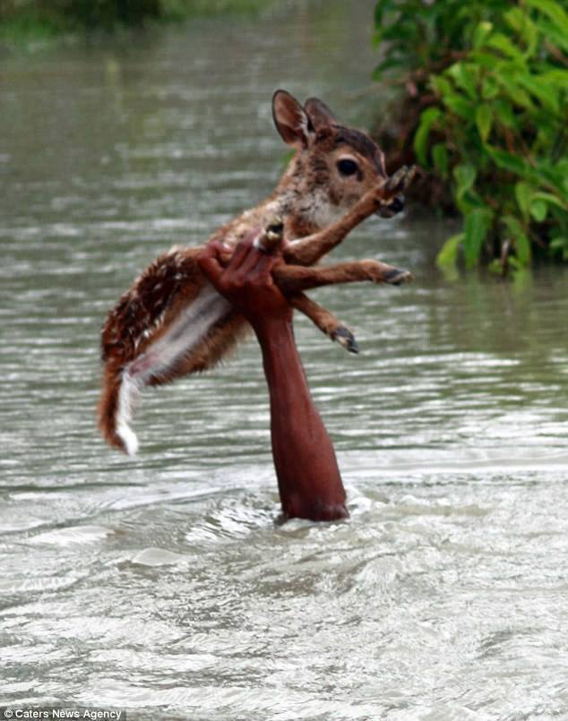 gens sauvant des animaux Un_hom14