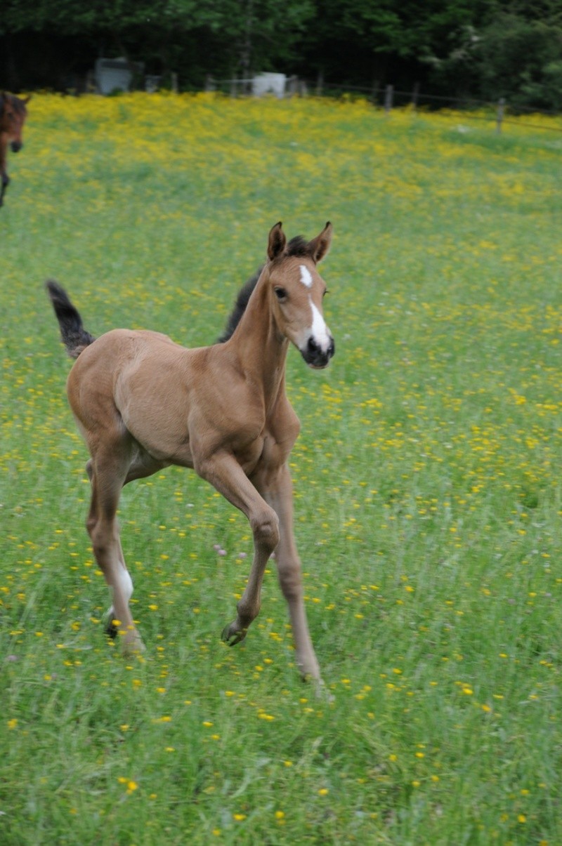 2014 - ENORABUENA de Flagny Dsc_8210