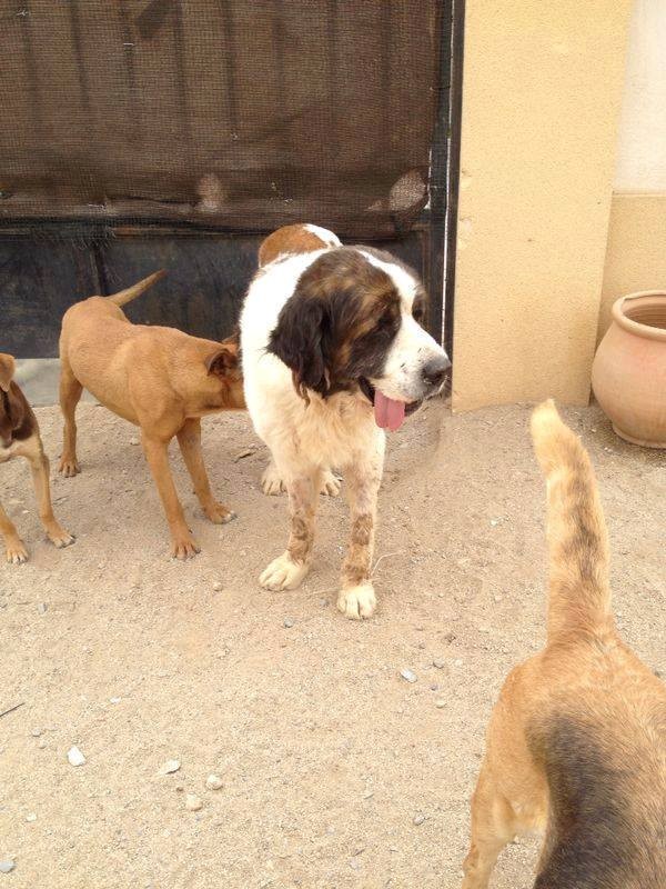 BEETHOVEN saint Bernard mâle 6 ans - en refuge en Espagne sous contrat AWB Beetho11