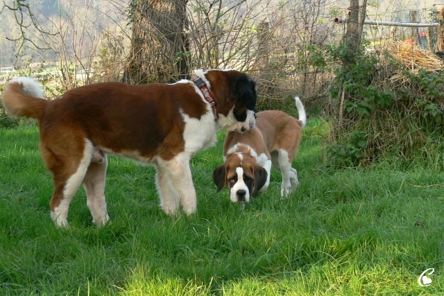 Concours n° 59 : Le saint Bernard et les plus petits que lui ... Ouros_10