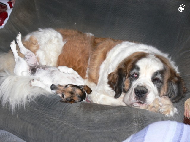 Concours n° 59 : Le saint Bernard et les plus petits que lui ... Wendy_10