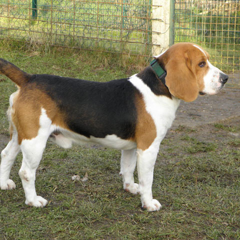 DARKOS (beagle) Darkos10
