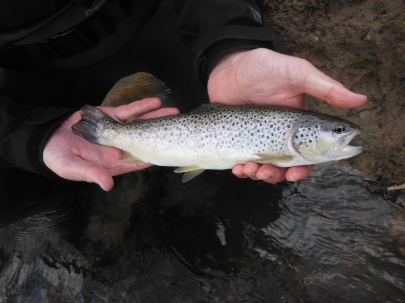 Vos sorties de pêche de Mars 2014 01511