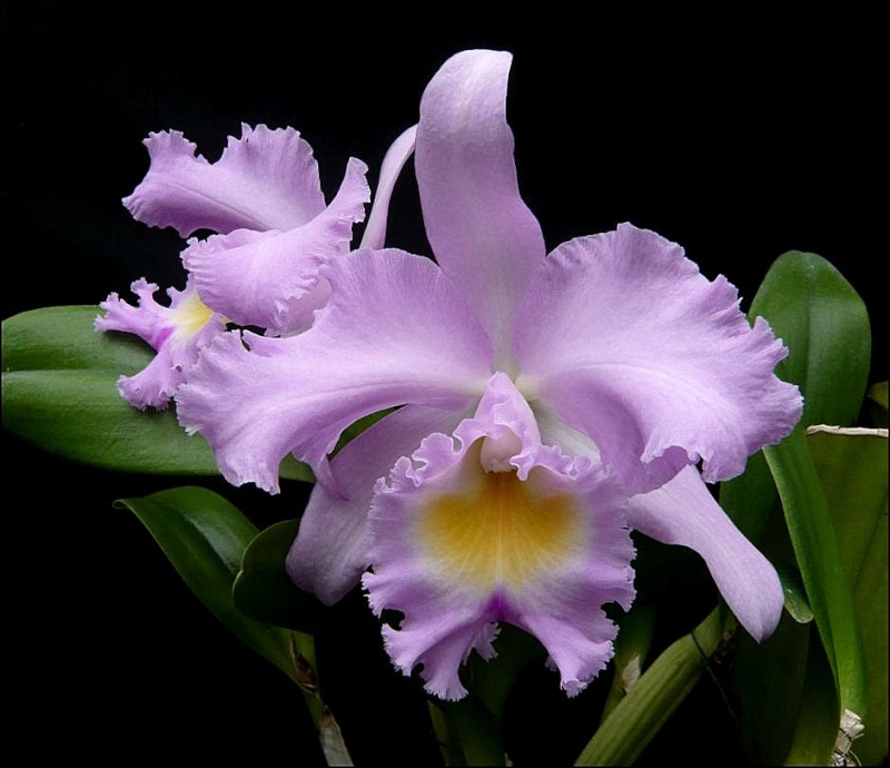 Rhyncholaeliocattleya  Thalie Bc_tha10