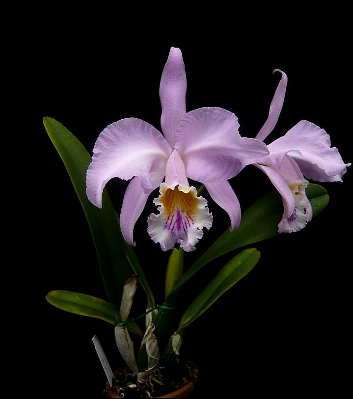 Cattleya mossiae Cattle93